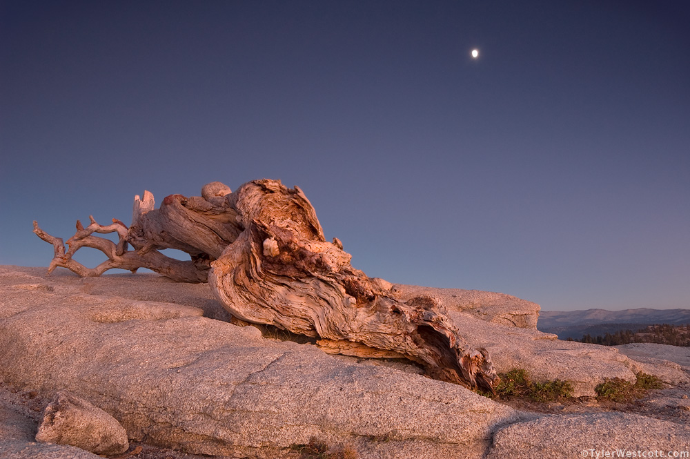 Jeffrey Pine and Rising Moon, Yosemite National Park, California