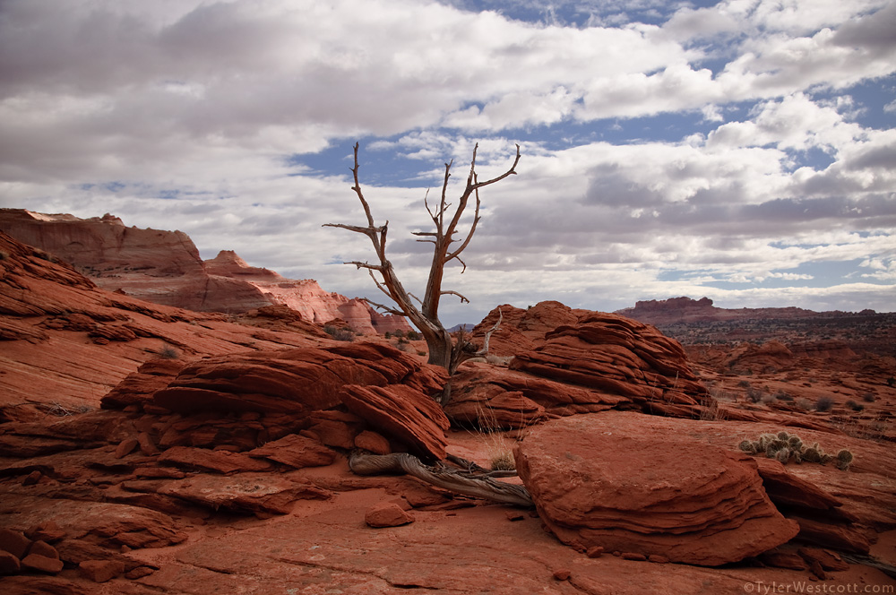 Lone Tree, Coyote Buttes North, Utah (Color)