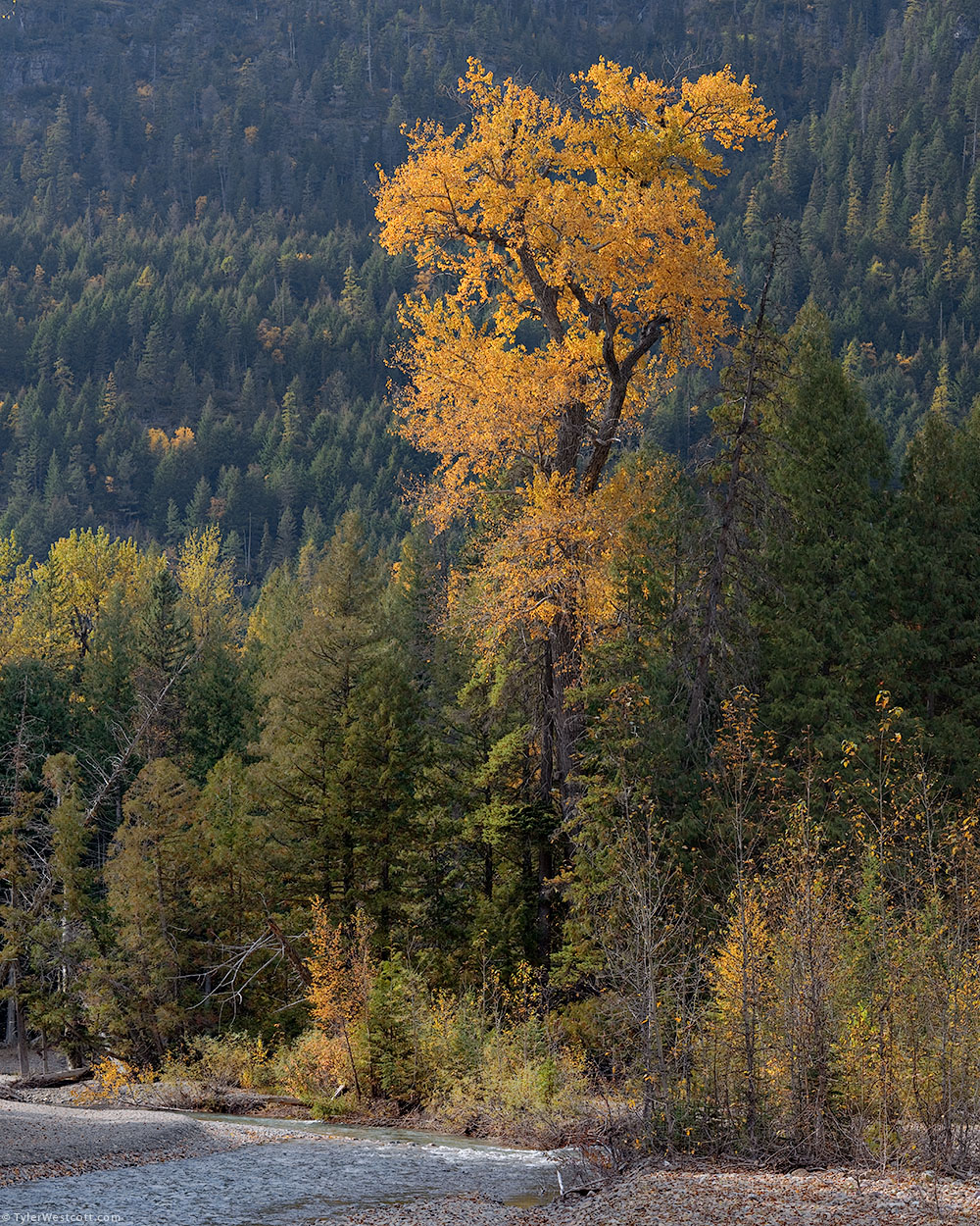 Cottonwood Tree, Autumn, Glacier National Park