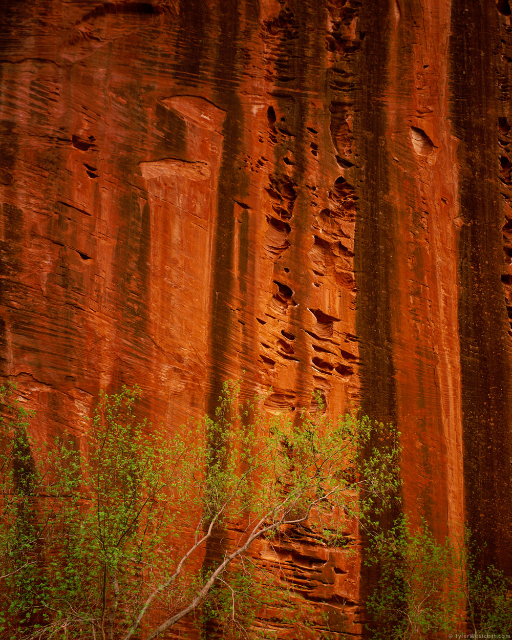 Eroded Wall, Taylor Creek Canyon, Zion National Park