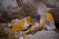 Lichen on Rocks, Yosemite National Park