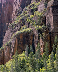 Tree-Covered Cliffs, Lady Mountain, Zion National Park