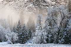 Snow and Fog, Yosemite Valley, Yosemite National Park